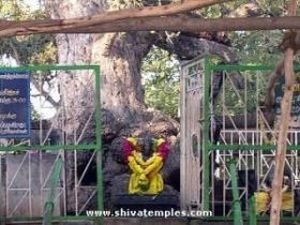 Brahma under vanni tree