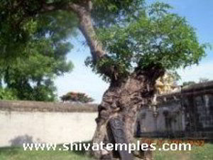 Sthala Vruksham