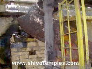 3000 year old vanni tree