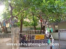 Sthala Vruksham - Pathiri