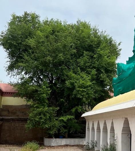 Sthala Vruksham &ndash; Sacred Fig Tree