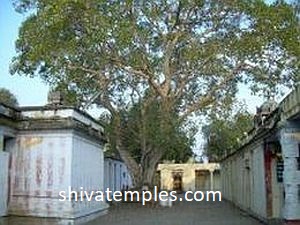 Sthala vruksham