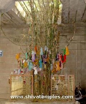 Temple tree bamboo