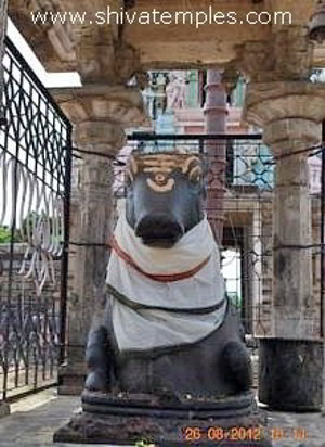 Magnificent Nandi