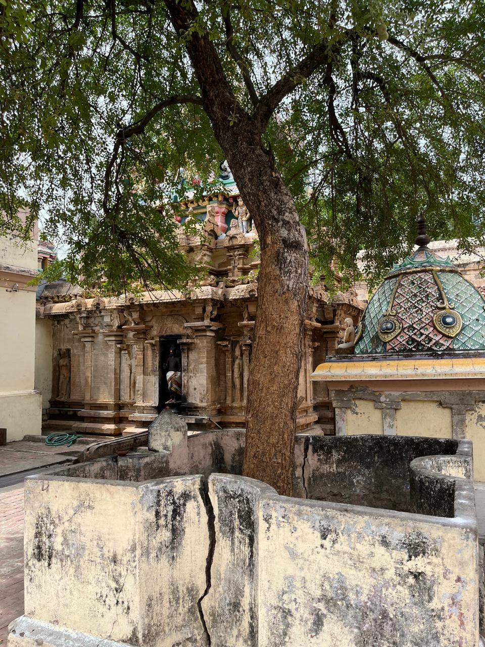 Sthala Vruksham