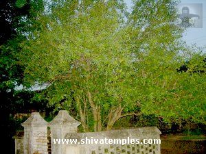 Sthala Vruksham