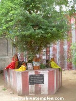 Sthala Vruksham