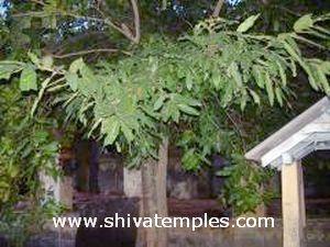 Sandal Wood Tree
