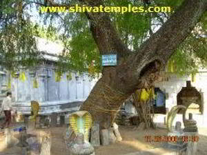 தல விருட்சம்
