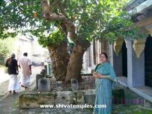 பிரகாரத்தில் பலாமரம்