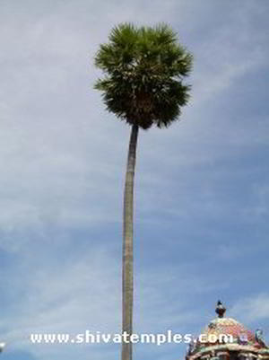 Sthala Vruksham
