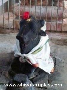Nandi in front of the sanctum
