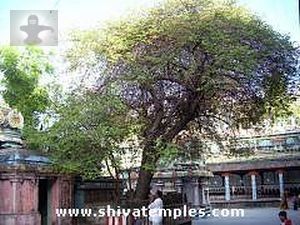 Sthala Vriksham (Ilanthai tree)