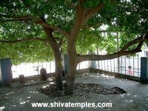 The Sacred Magizha Tree